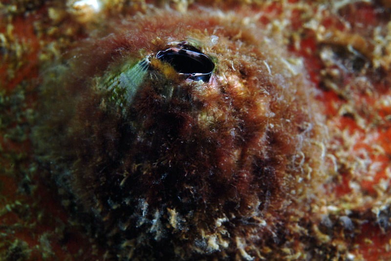 Balanus perforatus